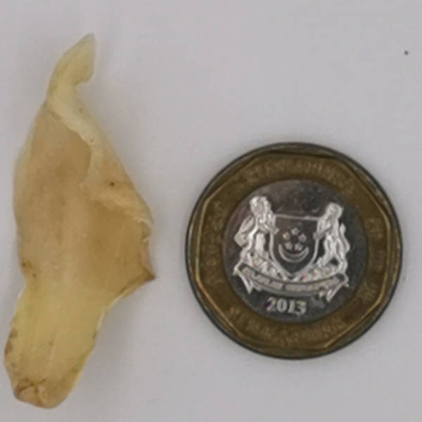 Lily Buld small coin